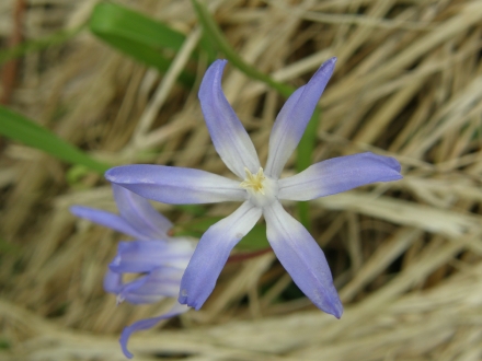 5fr01-2013.04.22-scilla-cf.-lucillae-a-c.leitner-1-25009f2a84f0b25a0147f8a849462ad9