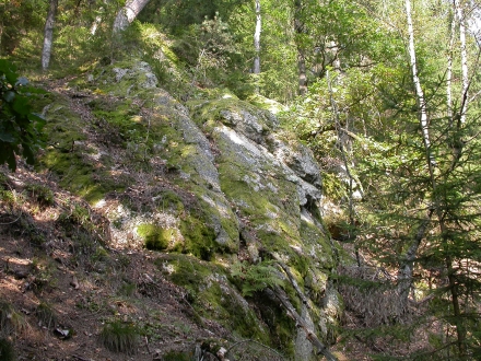 5fr03-2009.09.23-wald-a-m.schwarz-5-78db5a68b7eafedd59c165bf2c944aea