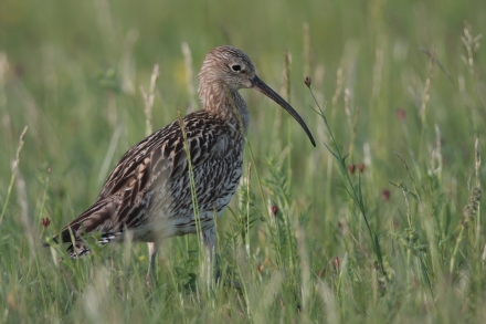 5grosser-brachvogel-j.limberger-c5f7d11717ef5af01214dc7e4335f93a