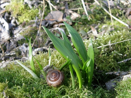 5l02-2014.03.01-allium-ursinum-a-c.leitner-2-a7781170bbc5beeea35051161ee07860