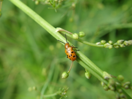 5ll03-2013.07.10-crioceris-duodecimpunctata-a-c.leitner-cdc8ed8fb5277262b663046746e32d26