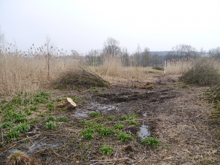 5sd12-2013.04.09-umgeschnittene-aeste-a-d.priller-1-9abc7139440d4194e3df93f299421bab