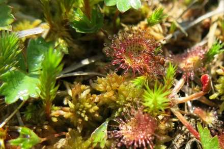 5uu02-2017.08.23-drosera-rotundifolia-a-c.leitner-df30a7c5d2c91a525e72a41182aaffe5