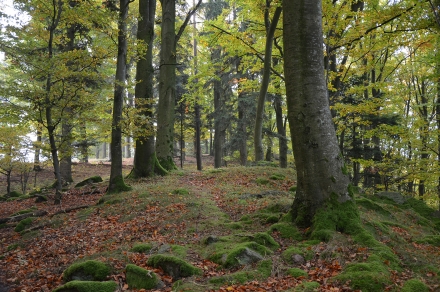 6ef07-2013.10.15-felsdurchsetzter-wald-predigtstuhl-a-c.leitner-6-fcffa972e6447bcb0da9ec59221e9430