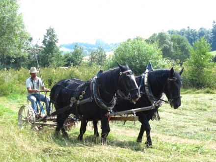 6gr01-2013.07.24-maehen-mit-pferden-a-w.ehmeier-3-58160f6decc945cd7227fb0b9864a25b
