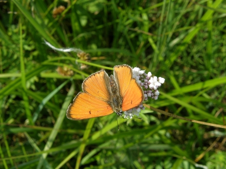 6kl01-2013.06.27-lycaena-dispar-auf-valeriana-officinalis-bluete-a-c.leitner-5-0046cc37c1c9ab283410e529b58d29a4