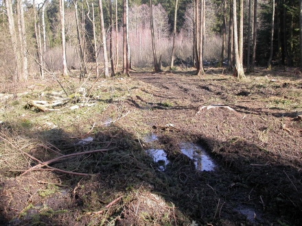 6sd08-2015.03.10-gehoelzgruppe-nach-fichtenentfernung-a-m.schwarz-faa1f4feb36d75be4ad2f2fa8f15a5a6