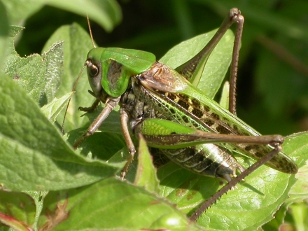 7fr01-2005.08.01-decticus-verrucivorus-a-m.schwarz-0d1775d2969d31b765bf749003f04583