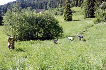 7fr06-2018.05.26-neophytenentfernung-j.kropfberger-4-2bbf487d0cf0956cd056b9d5b06ac663