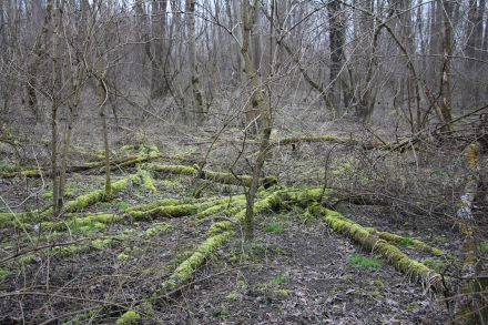 7l02-2014.02.27-auwald-a-d.priller-2-b92312e7ea637245608f7f9261b01b7b