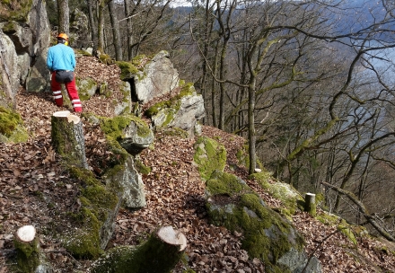 7ro04-2015.03.17-m.-schwarz-bei-freistellungsarbeiten-a-d.priller-4-1165f13450e43deb6c592491fc52bd70