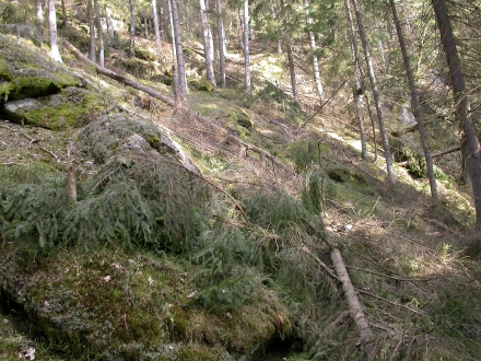 8fr03-2014.04.03-auflichtung-durch-fichtenreduktion-a-m.schwarz-3-aea0d33f09d6252bd6b60b12f44ecc04