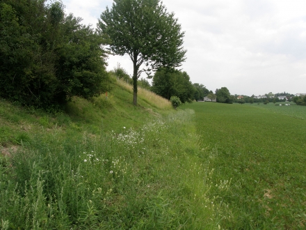 8ll03-2013.07.10-boeschung-und-ackerbeikrautstreifen-a-c.leitner-3d577e573591636d15f5bcbdc13f5662