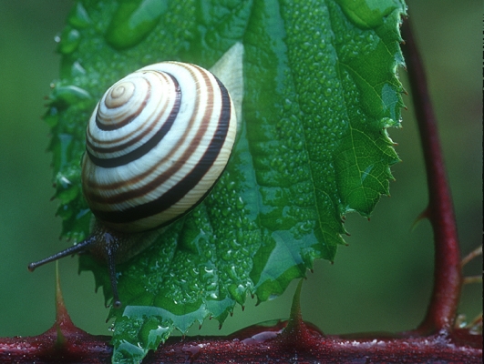 94.08-gerippte-baenderschnecke-cepaea-vindobonensis-foto-copyright-josef-limberger-ng.-urfahrwaemd-linz-ooe-3e81ee2c37ce9e404677a8db4d1e2d89