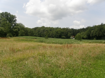 9sd06-2013.07.15-fruchtstaende-rumex-auf-maehflaeche-a-c.leitner-fdf92a885714660fb0fc9d09f6811db8