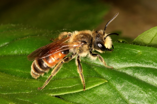 andrena-schencki-j.-limberger-jaidhaus-b.-molln-ooe.-29.5.2015-4-72e30f7ddfdbb57e7fa030d031f9b1a8