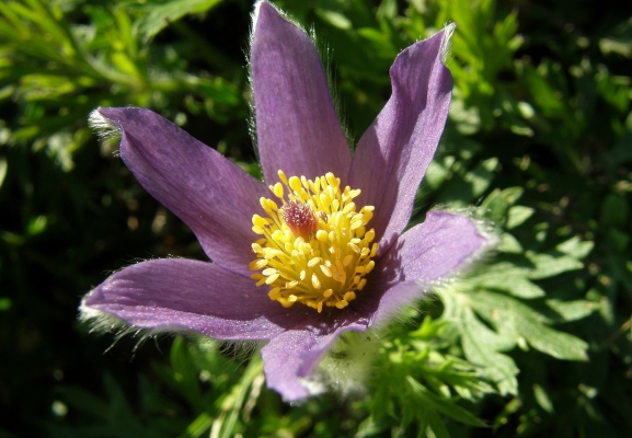 bayerischekuechenschelle_pulsatilla-vulgaris_ranunculaceae-a-c.leitner-874376771c5a460856b968c0955d41bd