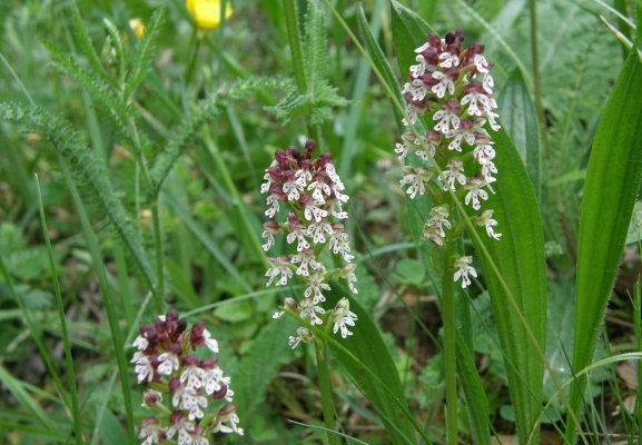 brandkeuschstaendel_neotinea-ustulata_orchidaceae_orchis-ustulata-a-c.leitner-2999ab99a1f914cbe726d2a9e842b180