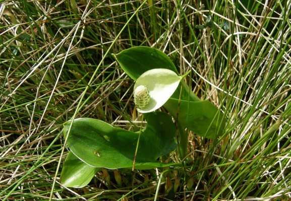 drachenwurz_araceae_calla-palustris-a-c.leitner-c5739a26b6fda885524107b112848d35