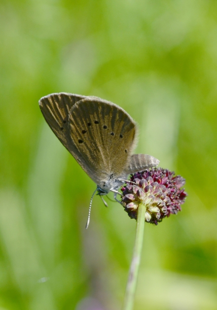 dunkler-wiesenknopf-ameisen-blaeulingwolfgang-schruf-e5c3a668dfc3957e71e06e96128c6566