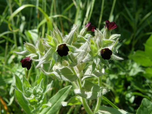 dunklesrunzelnuesschen_nonea-pulla-boraginaceae-a-c.leitner-ad0453d1353390159269fd3ac07896d9