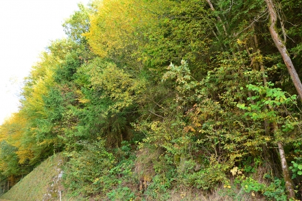 ef04-2013.10.15-unterer-waldbereich-a-c.leitner-5-134926216f0a113ecae77f0ec01350a9
