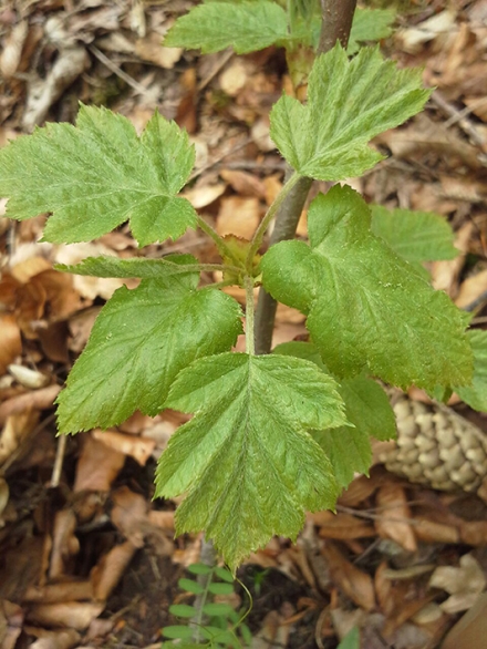 elsbeere1-martin-schwarz-35beaefc071f28ec292f4e8d89d6d64e