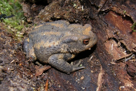 erdkroete-bufo-bufojosef-limberger-c1fc65b05e1cf9356ea10dea91714329