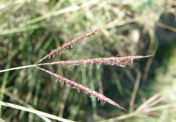 europaeischesbartgras_bothriochloa-ischaemum_poaceae-a-c.leitner-d6688a294c8a3305456e76eacdba2dc2