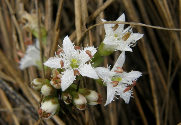 fieberklee_menyanthes-trifoliata_menyanthaceae-a-c.leitner-f9ece26200dd263c1b40cdc36b763d07