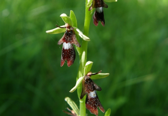 fliegenragwurz_ophrys-insectifera-a-c.leitner-35c36f2a66f1a4364b3d4ddacb8ddc6e
