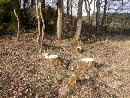 fr01-2014.04.03-entfernte-zitterpappeln-a-m.schwarz-1bd8665f68bf694790d174266903c5bf
