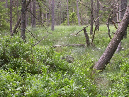 fr04-2015.06.26-lichter-pinus-wald-mit-vaccinium-und-eriophorum-a-m.schwarz-6c65a4835cfc64ecd61df2c529c3ad60