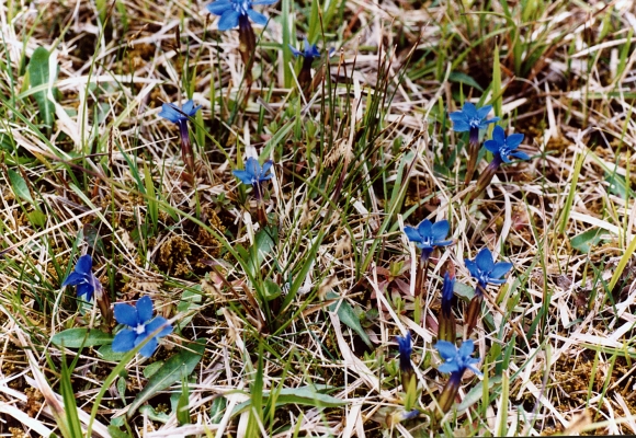 fruehlingsenzian_gentiana-verna_gentianaceae_land-ooe-strauch_t-c071e2ad790eb2228c4948508d9dfc3d