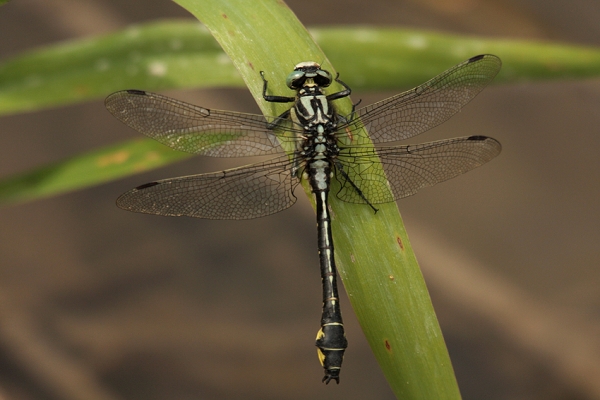 gemeine-keiljungfer-gomphus-vulgatissimus-gomphidae-foto-copyright-josef-limberger-bg-koaserin-schoergendorf-heiligenberg-ooe-6b47207e0d7cc14cf6e3aa695f95f8e5