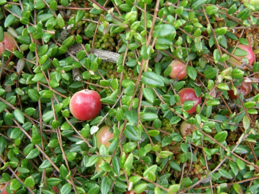 gewoehnliche-moosbeere_vaccinium-oxycoccos_ericaceae-c.leitner-b88283ce45a4fd9c9ce4410844f33066