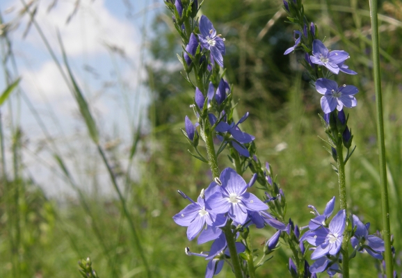 grosserehrenpreis_veronica-teucrium_scrophulariaceae-a-c.leitner-84b5b8d8638089a02e20f88cec443b7c