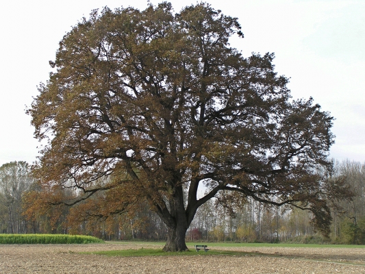 hecke-gehoelzgruppe-einzelbaum-a-josef-limberger-030755182f4a138ff0c27617e41bcfc2