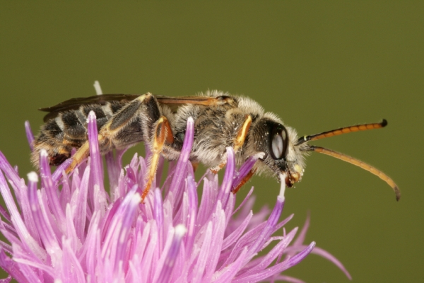 img_0285-furchenbiene-halictus-quadricinctus-apidae-maennchen-foto-copyright-josef-limberger-steining-ooe.-26.7.2011-aa5e8989b3110dc9e6ea54bc9d64d276