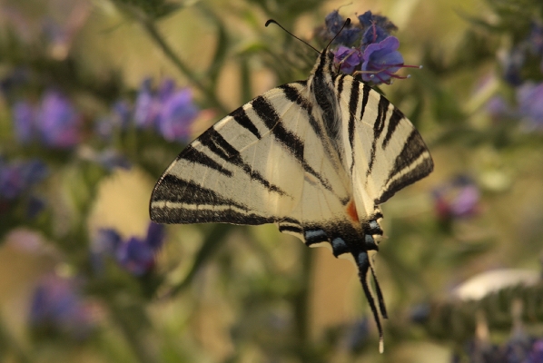 img_0359-segelfalter-iphiclides-podalirius-papilionidae-foto-copyright-josef-limberger-illmitz-bgl.-12.7.2013-b7fe54447b98538e3304bc059d56590e