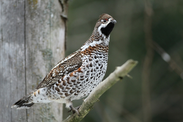 img_1153-haselhuhn-tetrastes-bonasia-synonym-bonasa-bonasia-hahn-foto-copyright-josef-limberger-np.-bayr.-wald-neuschoenau-25.12.2013-captive-1dba11aa402da48c1c8b924c7fcd7df1