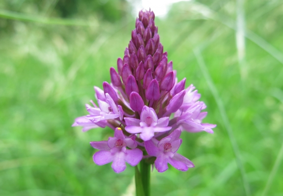 kammhundswurz-_anacamptis-pyramidalis_orchidaceae-a-c.leitner-2975977cc8a2886728aee9d72fd9a1f3