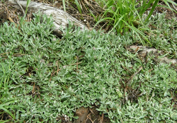 katzenpfoetchen_antennaria-dioica-asteraceae_antennaria-dioica-a-c.leitner-432fb53c093bd39a91ce448ad095ac65