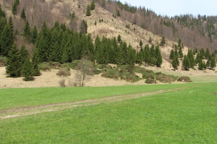 ki04-2015.04.16-fichtenschlaegerung-a-d.priller-6046c020822fa73beab6c89d3d6d536a