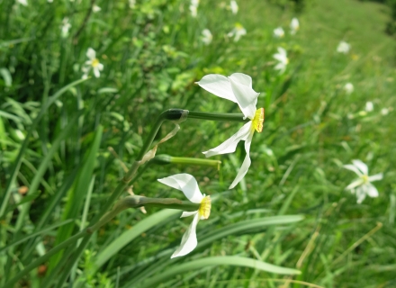 ki07-2015.05.29-narcissus-radiiflorus-detail-a-c.leitner-2-a838ca4478aef0496e2a869f9901b41c