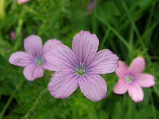 klebrigerlein_linum-viscosum_linaceae-a-c.leitner-b1e8df59a303867e7d3030336143e27e