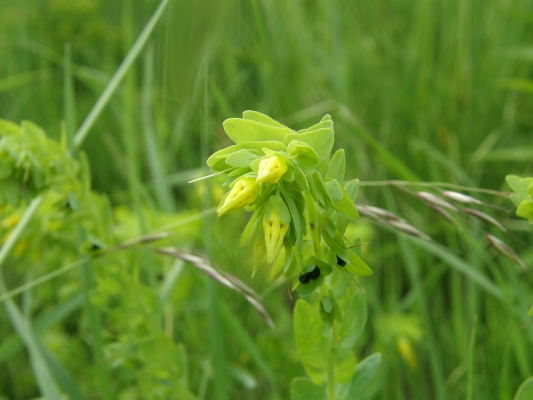 kleinewachsblume_cerinthe-minor_boraginaceae-a-c.leitner-efc7c738a3066b5f2e2fc9f739fab979