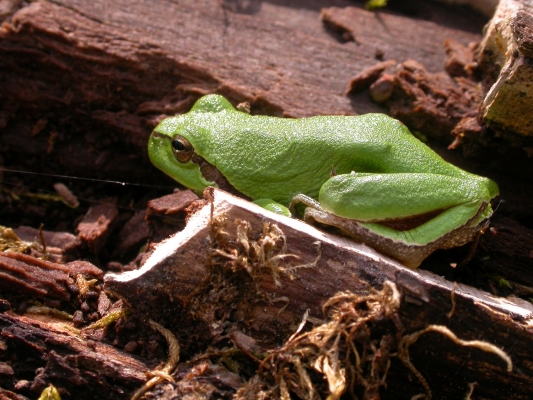 laubfrosch_hyla-arborea-9138c3eedc3ec6320c6b93c426353d28