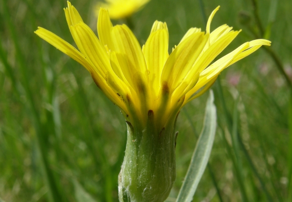 niedrige-schwarzwurzel_asteraceae_scorzonera-humilis-a-c.leitner-89cc345b5e529c502a4d6d074593d481