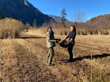 pflanzung-iris-sibirica-ebebd9c5e01cee6699558b36282cb5cb